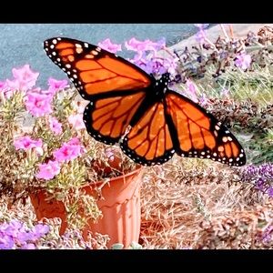 Meet your Posher, Belinda